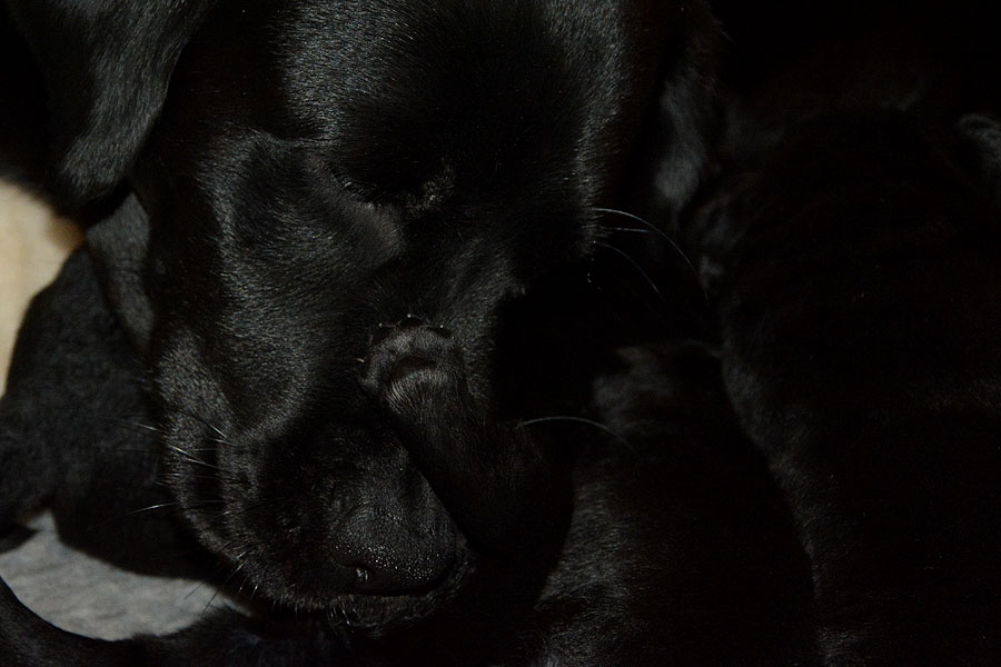 J-ll-Wurf' * 18 Tage alt * 31.10.2018