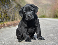 Knoxville ex Chelsea