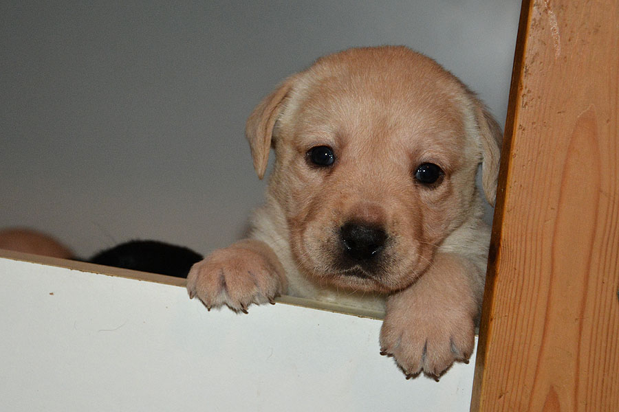 L-ll-Wurf - 4 Wochen alt