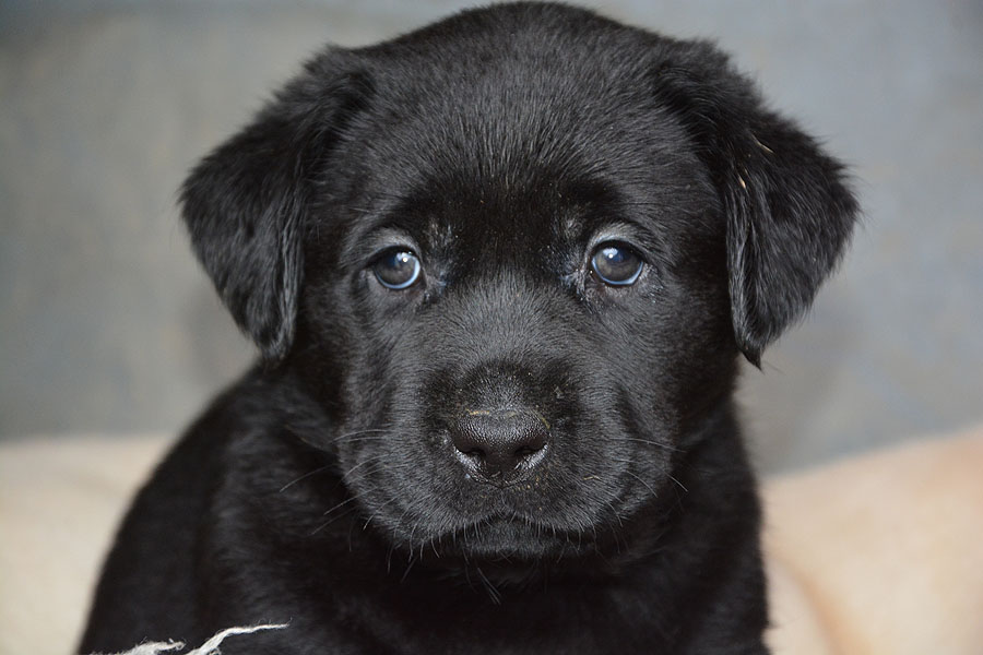 L-ll-Wurf 6,5 Wochen alt