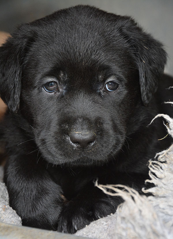 L-ll-Wurf 6,5 Wochen alt