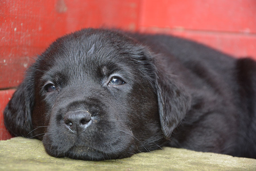 L-ll-Wurf 6,5 Wochen alt