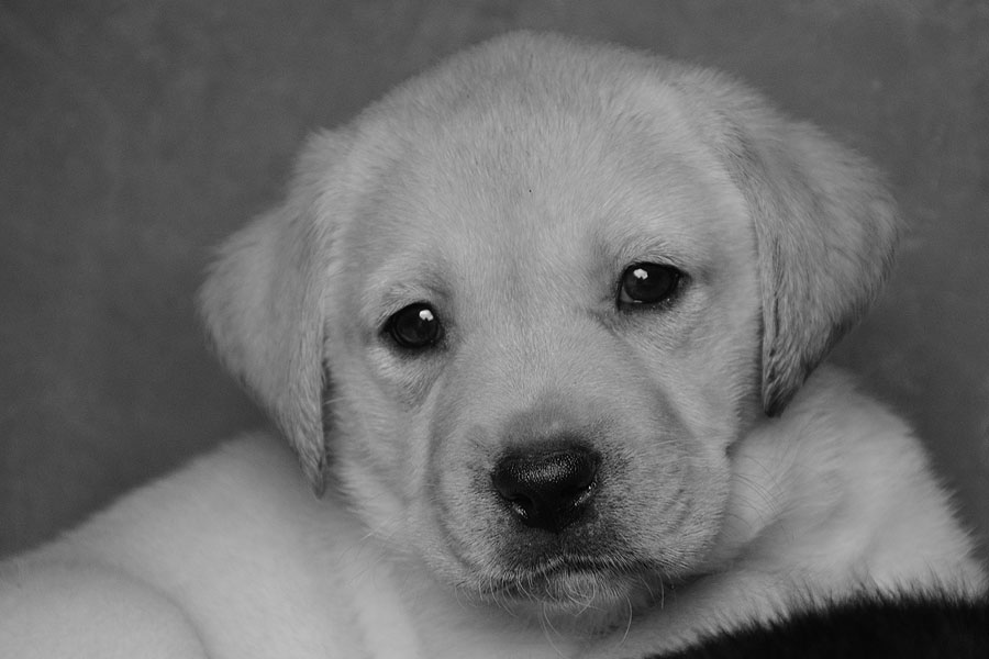 L-ll-Wurf 6,5 Wochen alt