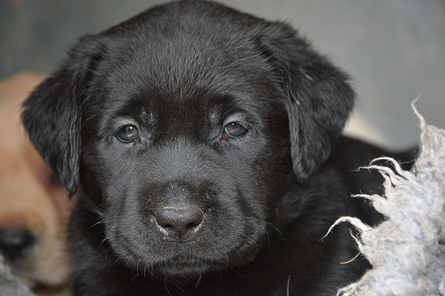 L-ll-Wurf 6,5 Wochen alt