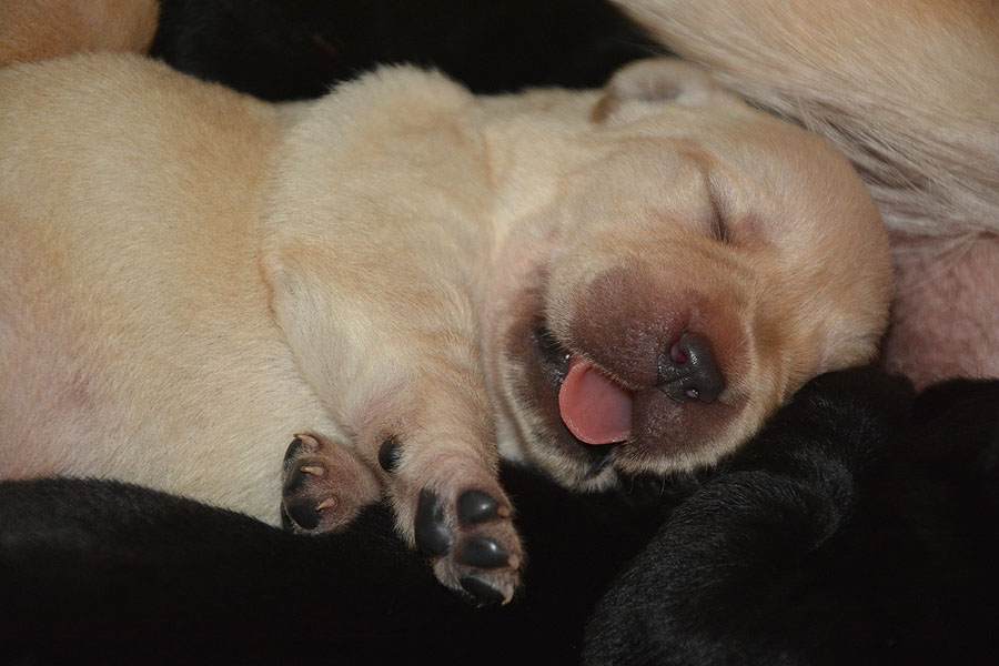 L-ll-Wurf * 8 Tage alt