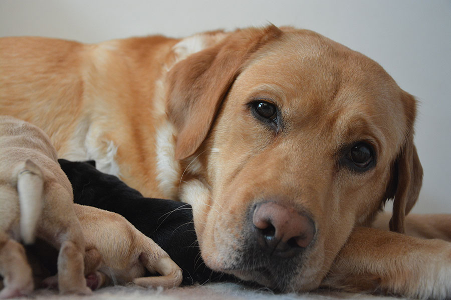 Downey mit ihren Welpen