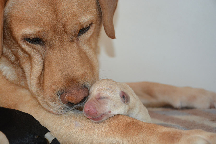 Downey mit Lusiana - ein Tag alt