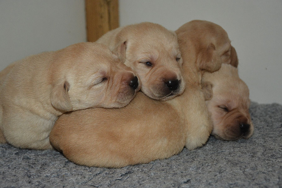 L-ll-Wurf * 2 Wochen alt