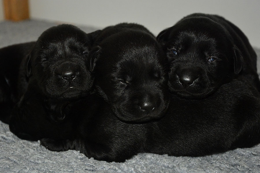 L-ll-Wurf * 2 Wochen alt
