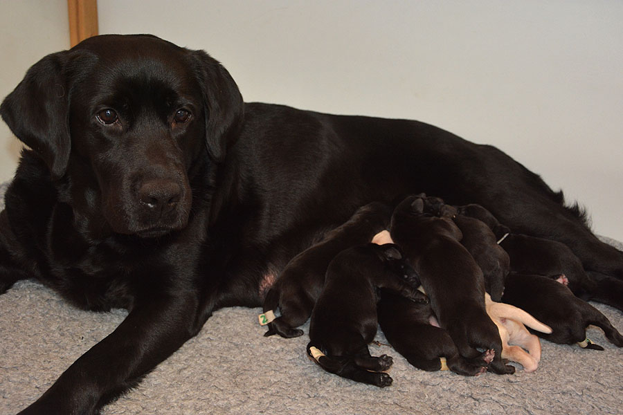 M-ll-Wurf  04.02.2020