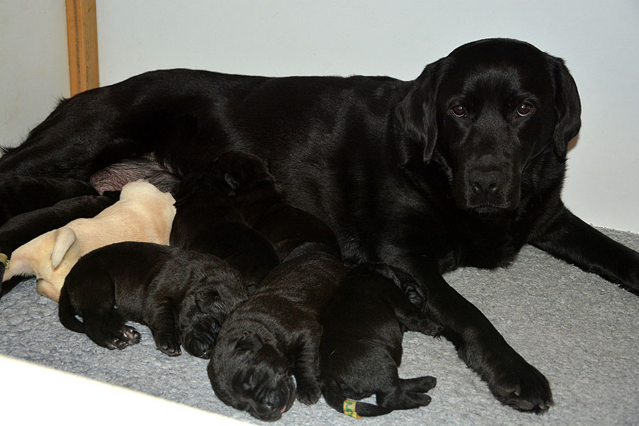 M-ll-Wurf   *   15.02.2020