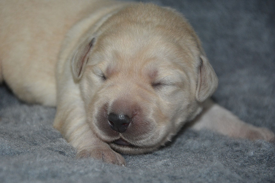 M-II-Wurf  *  Montclair  *  8 Tage alt