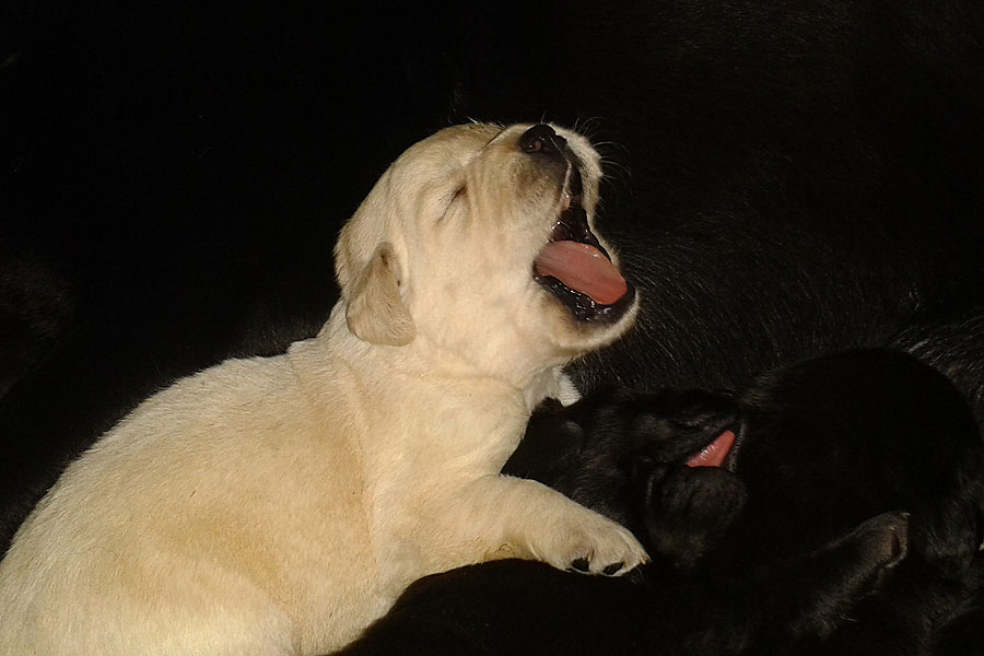 Montclair ex Chelsea