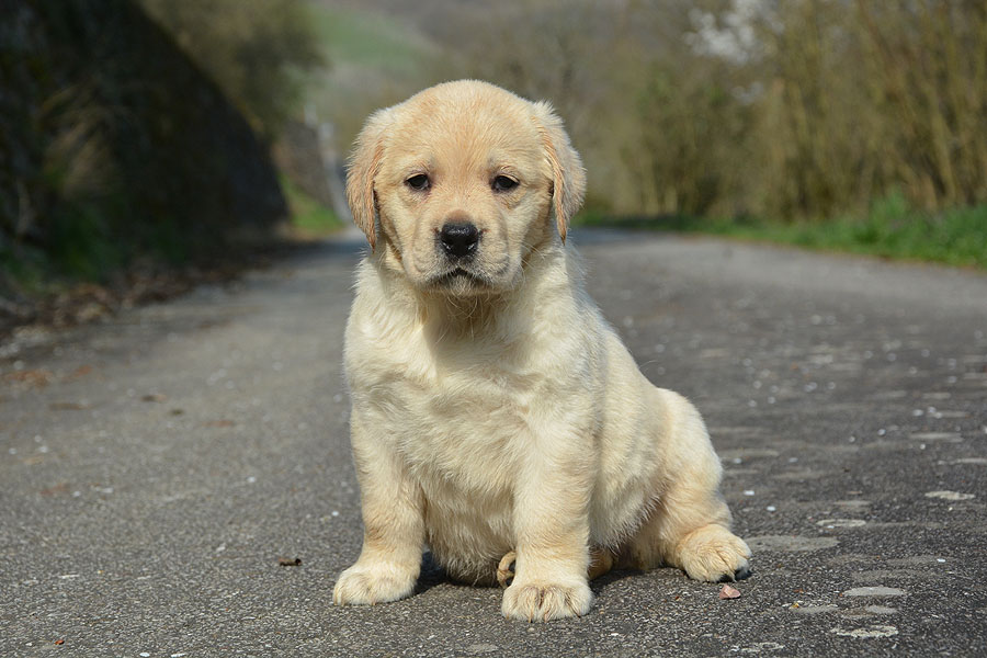 Montclair ex Chelsea