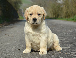 Montclair ex Chelsea