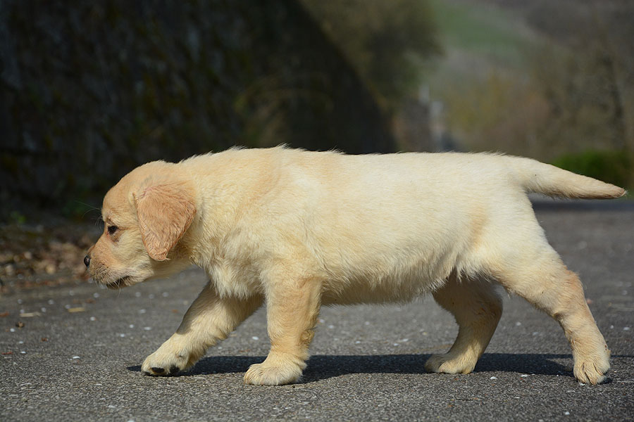 Montclair ex Chelsea