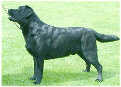 Melicmark Louis T Duck