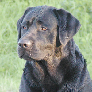 Melicmark Louis T Duck