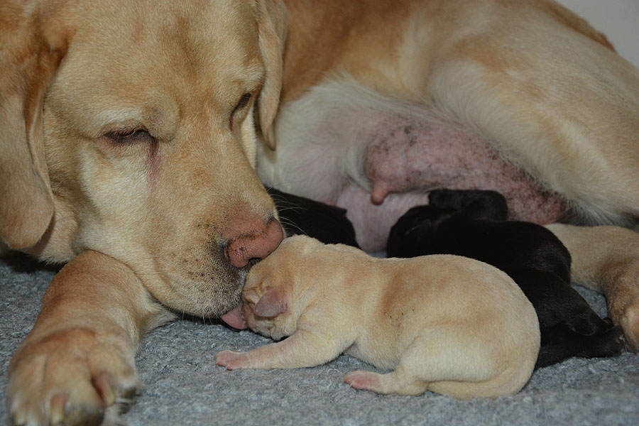 N-ll-Wurf   28.02.2020