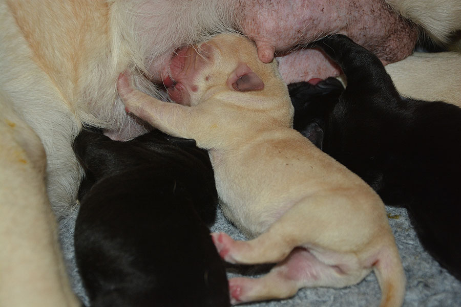 N-ll-Wurf   28.02.2020