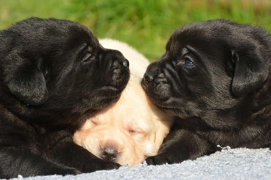 N-ll-Wurf   *   3 Wochen alt