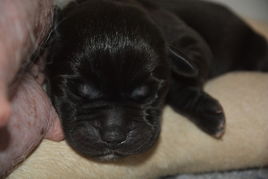 N-ll-Wurf   28.02.2020