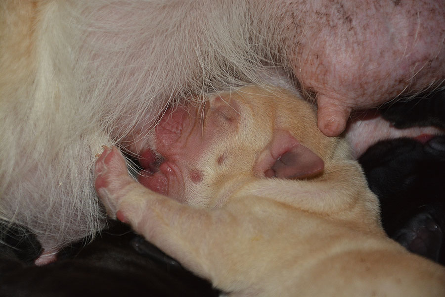 N-ll-Wurf   28.02.2020