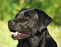 Althaia ex Chelsea - 3 Jahre alt