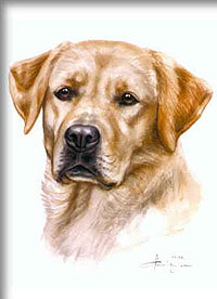 Aurea ex Chelsea - www.dasportrait.de