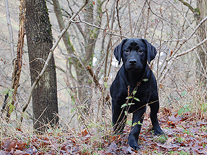 Aurelio ex Chelsea 27.01.2015