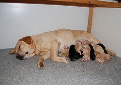 B-II-Wurf * 17.03.2015