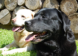 Bella & Bonitas - 10 Jahre alt