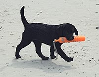 Bonitas - 9 Wochen alt - mit Wasserdummy