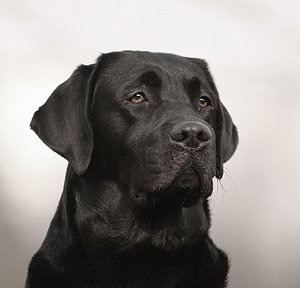 Canis ex Chelsea "Dusty"