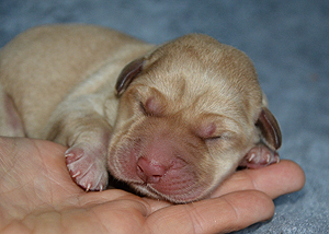 D-ll-Wurf gew. 12.01.2016