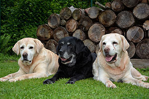 Diva, Bonitas, Bella