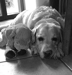 Dulcor ex Chelsea "Buddy"