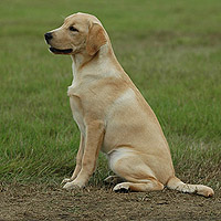 Fides ex Chelsea "Frida"