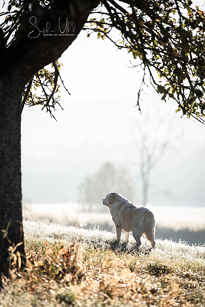 Galba ex Chelsea 2021
