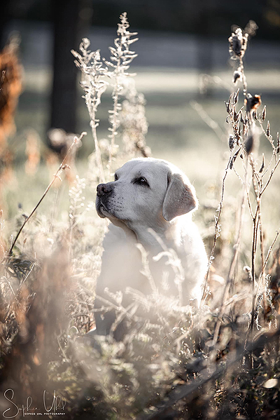 Galba ex Chelsea 2021