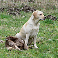 Gemina ex Chelsea "Alba"