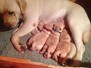 Xanthos-Kinder Ginostras Kennel