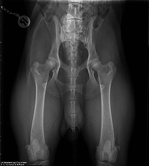 HD Nelson ex Chelsea