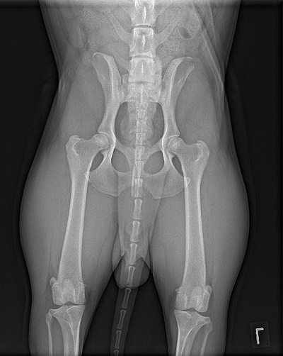 Preston ex Chelsea Rö HD