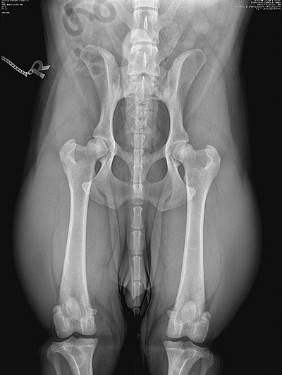 HD-Röntgen 'Quitman ex Chelsea'