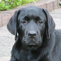 Heros ex Chelsea "Anton"