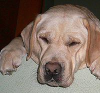 Alflasker I Have A Dream "Honey"