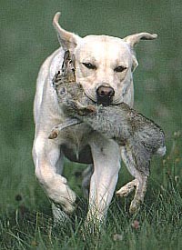 Alflasker I Have A Dream "Honey" 12.09.2004