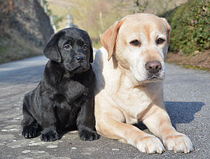 'Istrago ex Chelsea' mit Mama Ch. 'Phila ex Chelsea'