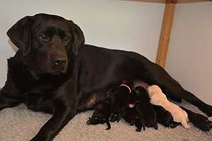 J-ll-Wurf 14.10.2018